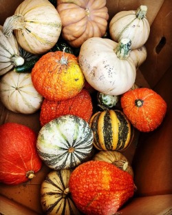 Pumpkins! Texture. Color. Shapes. #fall  (at Antioch, California)