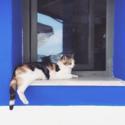 cat-in-windows:  turkeyvia @kedikafesi Instagram photo | Websta
