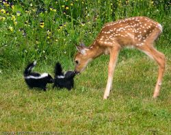 Bambi meets Flower and his friend Blossom