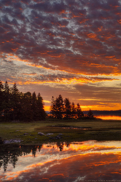 tulipnight:  Acadia National Park, Maine by Greg from Maine on