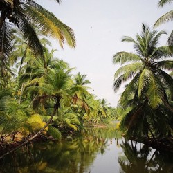 condenasttraveler:  A serene backwater in Kerala, India. Photographed