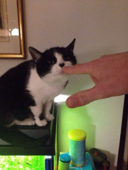 awwww-cute:  My cat has a heart-shaped nose (Source: http://ift.tt/1KjW9am)