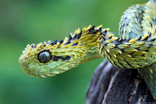 Shapely scales (Bush Viper)