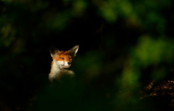 owls-n-elderberries:   	Red Fox in woodland glade by Ben Andrew