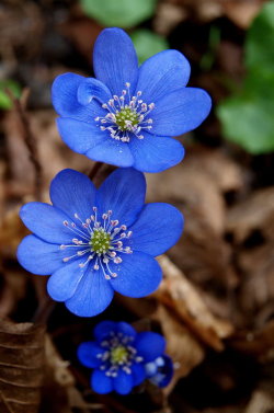 naturesamazingpaintbox:  Simply Blue by loriotte  