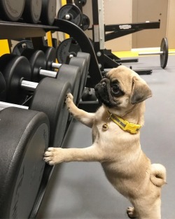 pugs:  If you wanna look this good, you have to work for it 💪😤💕