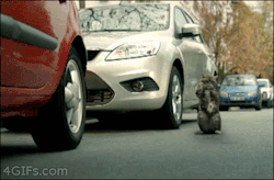 richardthecat:  yesitsdave:  Kitty Parking Fail  Finally, feline