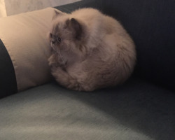 dania88:  so my cat turns himself into a ball whenever he’s