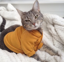 daihazed:  EEEEE SO I BOUGHT MY KITTY A SWEATER AND NOW SHE WONT