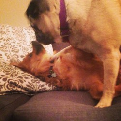 jackcinta:  Visiting! #pug @lightandpaperali 