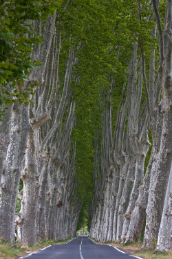 ponderation:  Avenue of plane trees by Joachim Wendenburg  