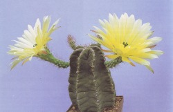 cac-tus:  Cactus: Echinocereus subinermisBook: Geïllustreerde