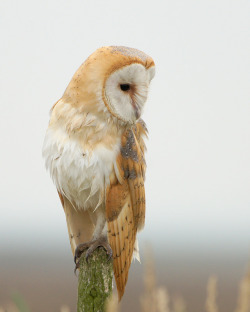 owlsday:  Barn Owl by Phil Haynes on Flickr.