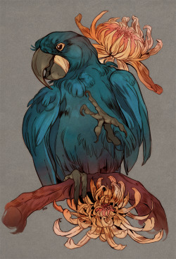 godzillabreath: Hyacinth macaw Commission for Hayley 