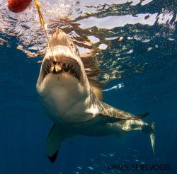 oceansrealm:  THE SNAP!!Great White Shark - Carcharodon carchariasPaul