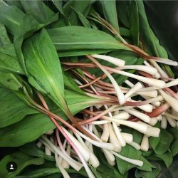 Hiking today! Found so many wild ramps! Cleaned them up…