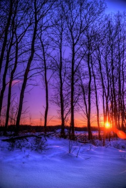 flowersgardenlove:  ✯ A wintery sunset i Flowers Garden Love