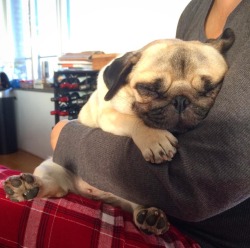 pixiesprep:  apographs:  neonsquirt:  walkinthepug:  snuggles