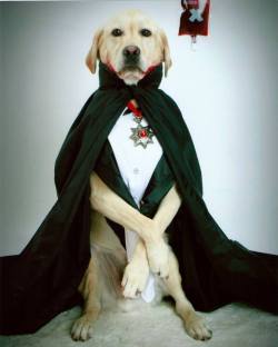 Count Dogula at your service