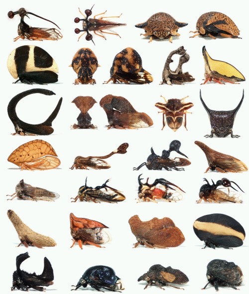 anaratto:Treehoppers - Membracidae