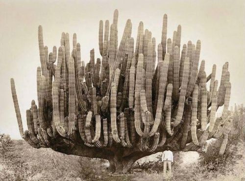 typhlonectes:    Large organ pipe cactus in Baja California,