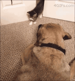 zombocalypse3d:  Cat:  GTFO BITCH!!! Dog:  AHHHHH A TINY CAT!!!!!!!111!!!!!1!11111!!!!!