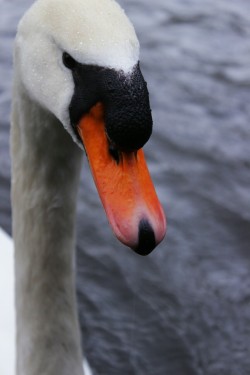 dockto:  there was a cute swan in brugge