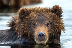 bears–bears–bears:  Teddy-bear by Sergey Ivanov