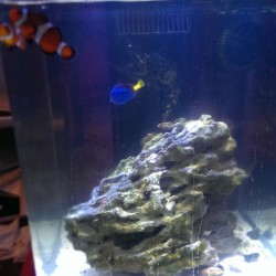 zachattack41793:  Bonnie, Clyde and Dory