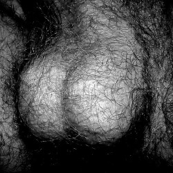 mytintinposts:  Mytintinposts  Hairy balls