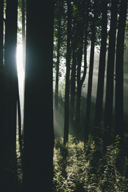 forestland:  tearingdowndoors:  And Then Came the Day [explored] || .monodrift