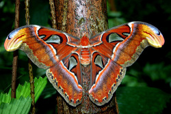 Attacus atlas (the Atlas Moth of southeast Asia is the largest