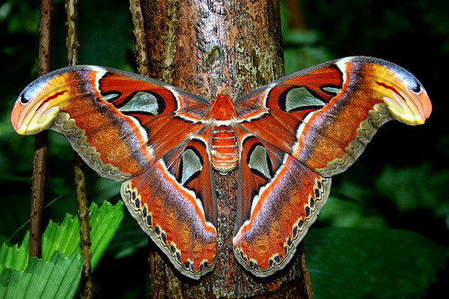 Attacus atlas (the Atlas Moth of southeast Asia is the largest in the world in terms of wing surface area—62 sq inches! It’s cocoons are so durable they’re used as purses in Taiwan)