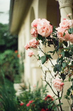 floralls:  (via Untitled | Flickr - Photo Sharing!)  