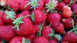 lost-lil-kitty:  Today’s strawberries from the allotment.