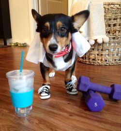 corgiaddict:  ugh, today is leg day at the gymâ€¦. 