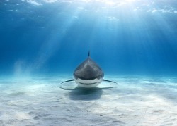 earthsfinest:  Tiger shark by Alex Dawson