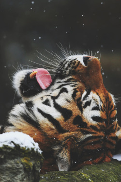 envyavenue:  Catching Snowflakes by Klaus Wiese.