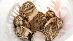 cloudyowl:  Burrowing Owls by Boise State University 