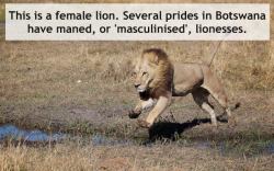 scienceyoucanlove:  Manes aren’t just for males! Here’s why