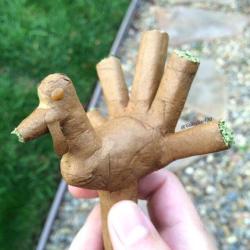 higheramerica:  Turkey Blunt!