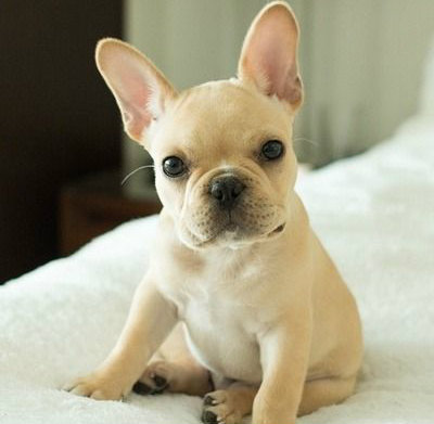 squishyfacefurbabies