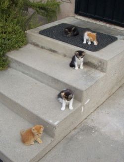 rickkwwright:  intoxifaded:  the stairway to heaven  This is