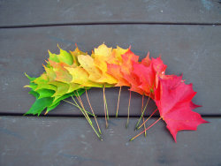 buncha-randomness:  The colors of fall.