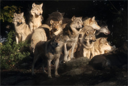 her-wolf: Wolf pack by   Chris 59   