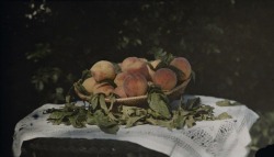 trinhhhhhh:Laura Gilpin (1891-1979) Still Life with Peaches 1912