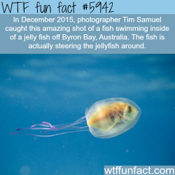 wtf-fun-factss:  Fish swimming inside a jelly fish - WTF fun