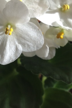 crypto-botanist: African violet (saintpaulia)   Not sure on the