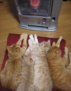 lcn71:  blackmorgan:  Sharing the heater.  Much like a casserole,