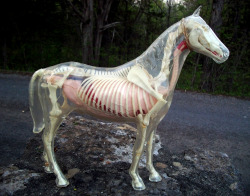 misterlemonzafterlife:  shadyufo:1960s Visible Horse model I